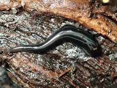 Kontikia ventrolineata