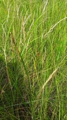 Cladium mariscoides
