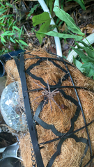 Dolomedes scriptus