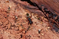 Daerlac cephalotes