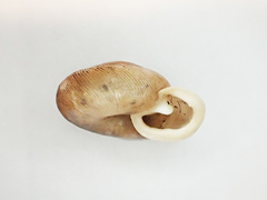 Triodopsis tennesseensis