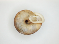 Triodopsis tennesseensis