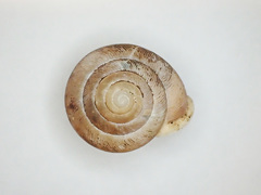 Triodopsis tennesseensis