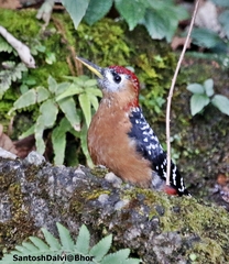 Dendrocopos hyperythrus