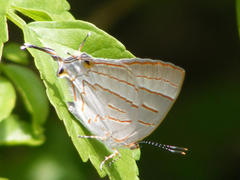 Hemiolaus caeculus caeculus