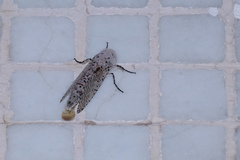 Polyphagozerra coffeae