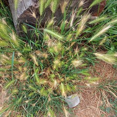 Hordeum marinum