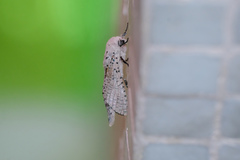 Polyphagozerra coffeae