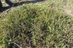 Salsola kali kali