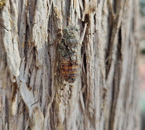 Ash Cicada photo 4