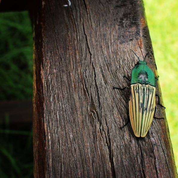 Chalcolepidius aurulentus