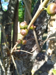 Ficus opposita