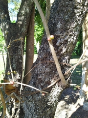 Ficus opposita