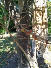 Ficus opposita