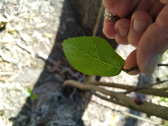 Ficus opposita