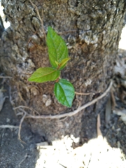 Ficus opposita