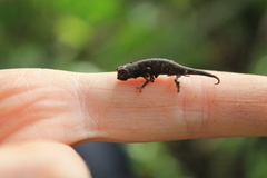 Brookesia