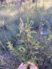Brickellia cylindracea