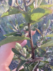 Brickellia cylindracea