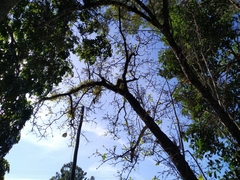 Ficus opposita