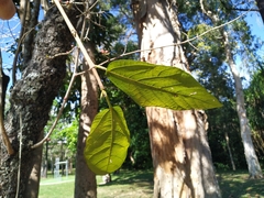 Ficus opposita
