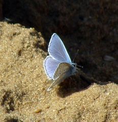 Polyommatus icarus