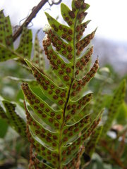 Polypodium