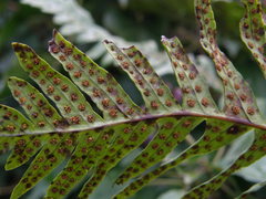 Polypodium