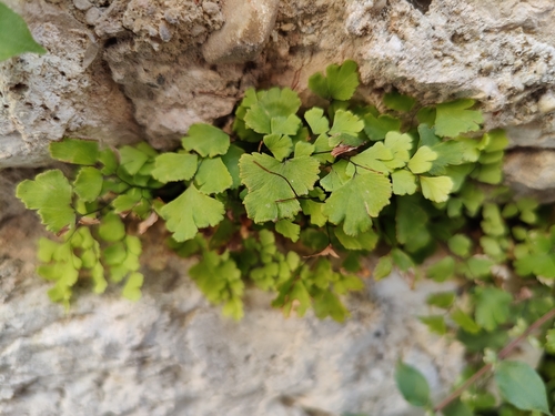 adiant Venušin (Adiantum capillus-veneris)