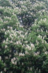 Aesculus