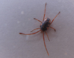 Trombidiidae