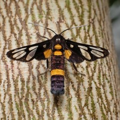 Amata sperbius