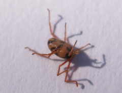 Trombidiidae
