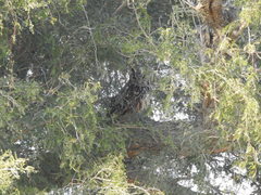 Bubo bengalensis