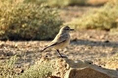 Oenanthe isabellina