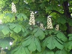 Aesculus