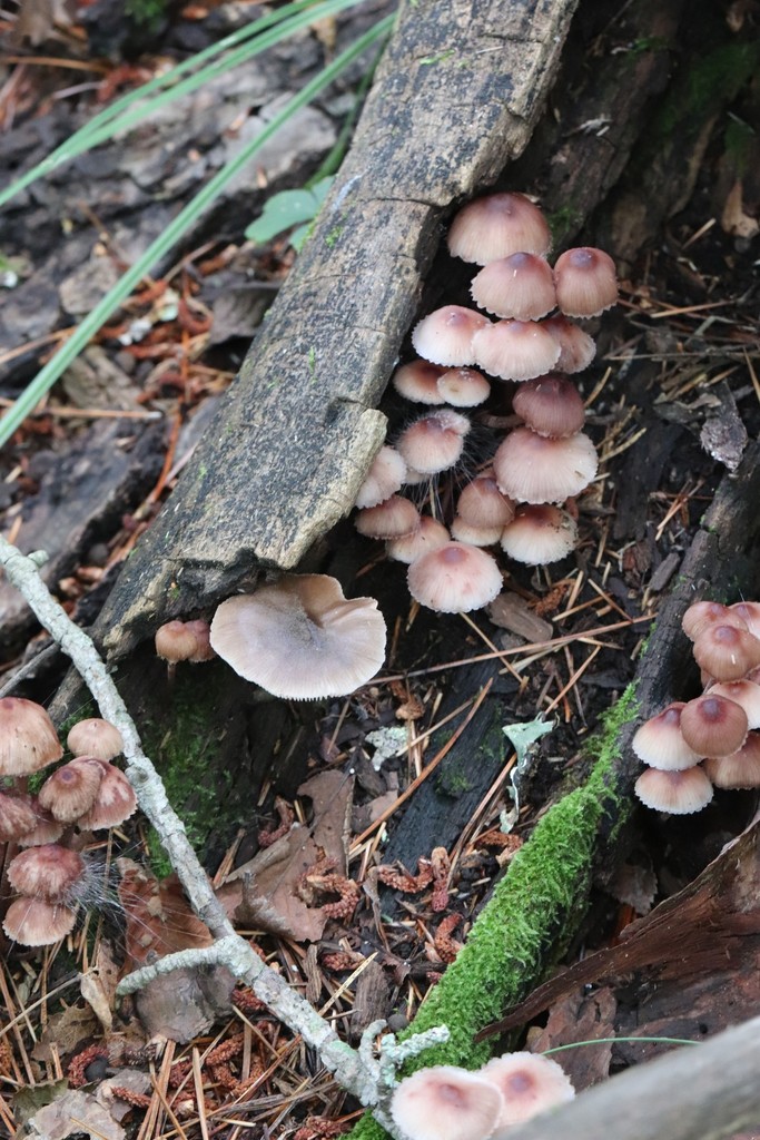 Mycena haematopus · August 2021 · photo: © ninacourlee (iNaturalist, cc-by)