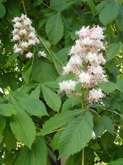 Aesculus