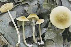 Entoloma flavoviride