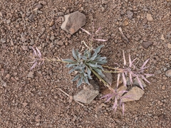 Phoenicaulis cheiranthoides