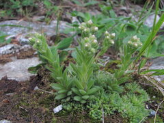 Sempervivum pumilum
