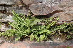 Asplenium trichomanes