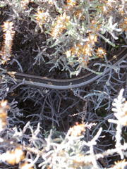 Psammophis crucifer