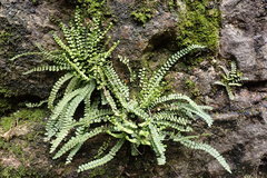 Asplenium trichomanes