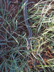 Psammophis crucifer