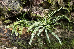 Asplenium trichomanes
