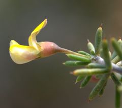 Aspalathus rigidifolia