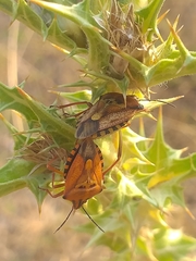 Carpocoris mediterraneus
