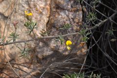 Aspalathus rigidifolia