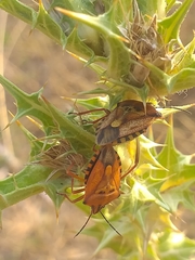 Carpocoris mediterraneus
